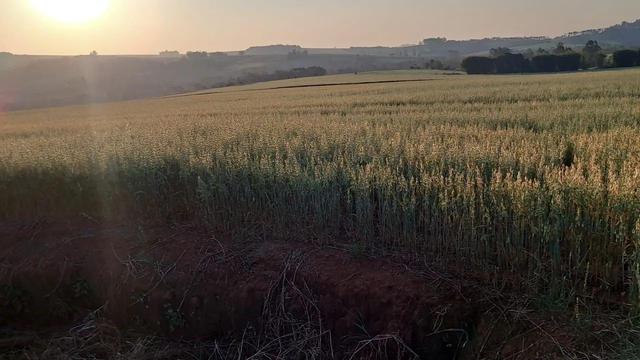 Sítio 18 alqueiro planta 16 - Foto 4