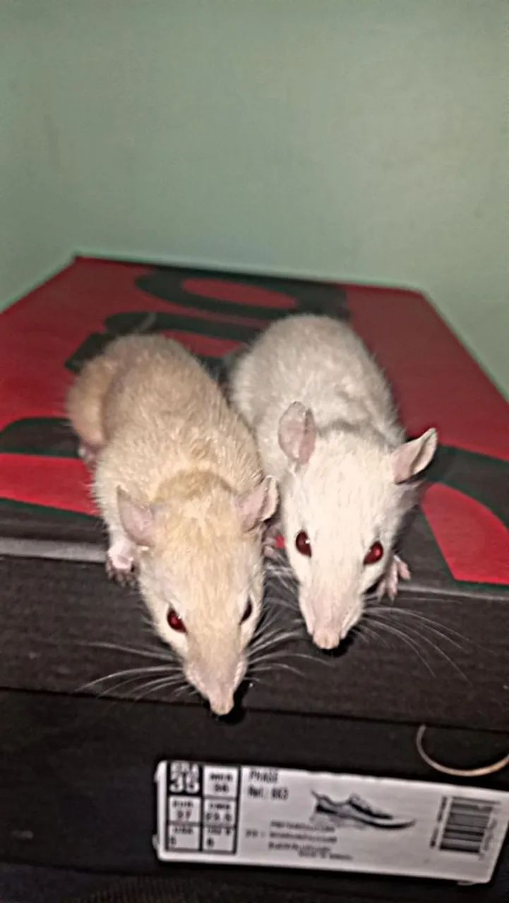 Ratos de laboratório  - Foto 3