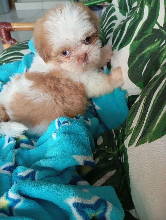 Filhote Shih Tzu
