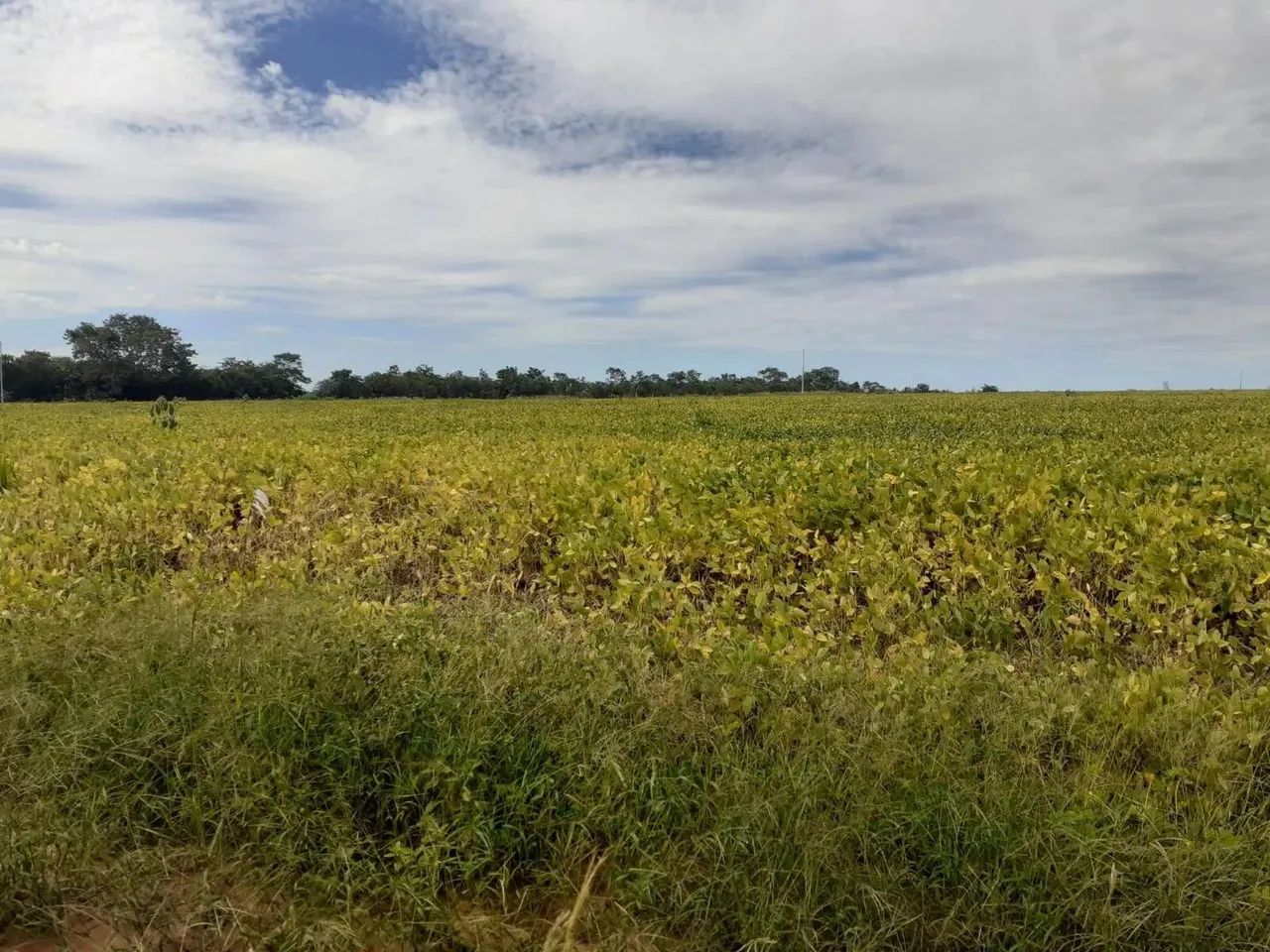 Fazenda em Ribeirão Cascalheira - MT - Foto 2