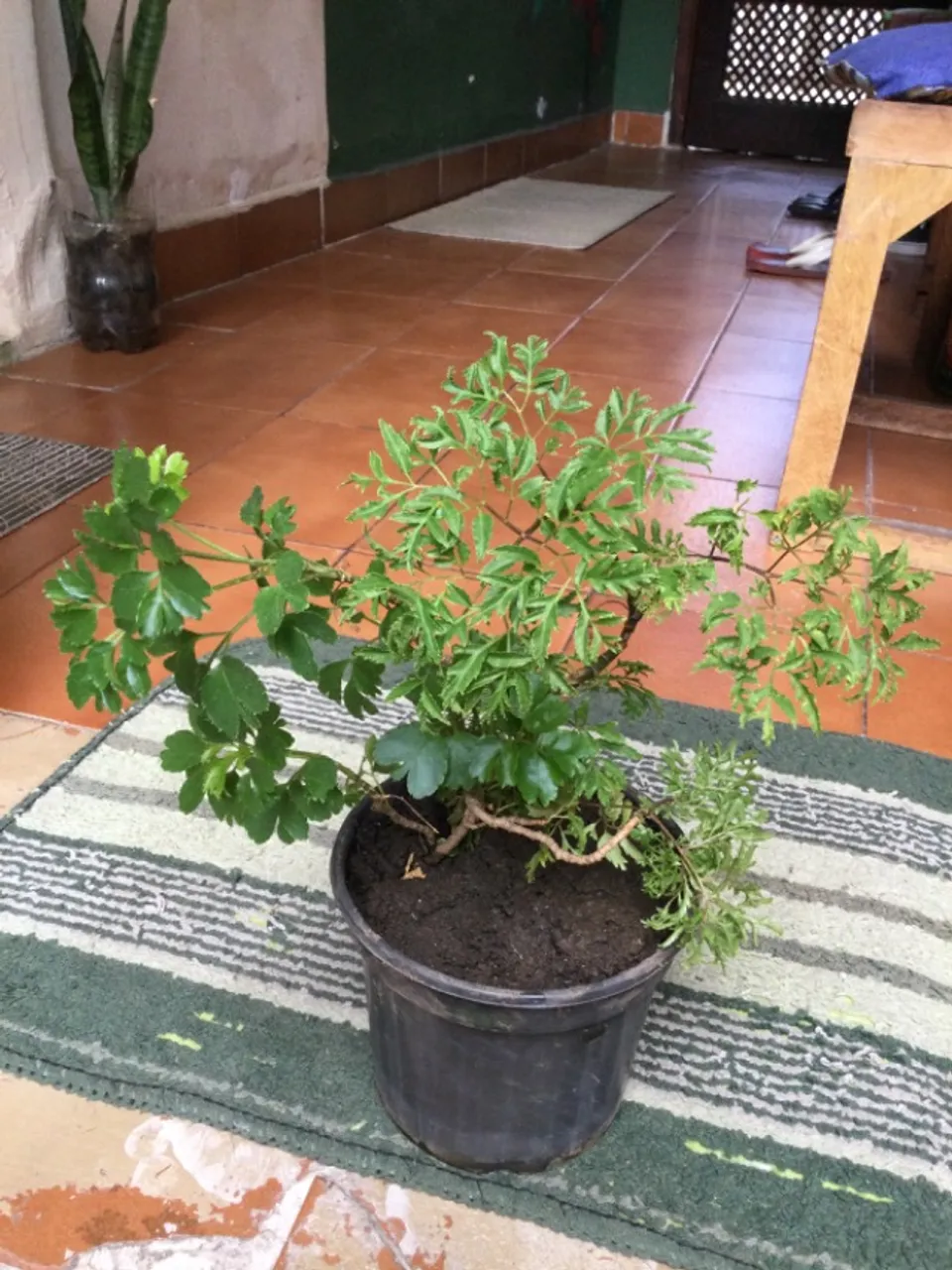 Vasos de plantas na promoção