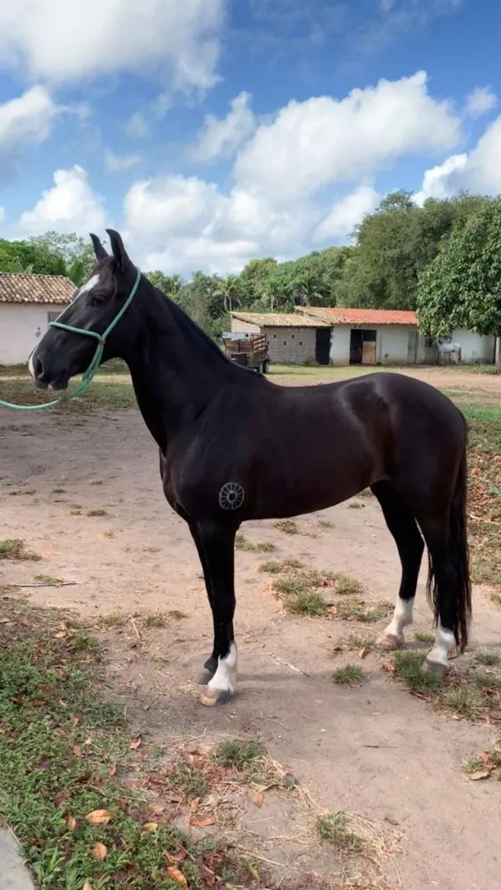 Vendo um lindo potro preto registrado 