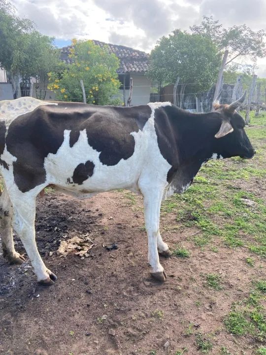 Vaca leiteira - Produção de 6L/ média