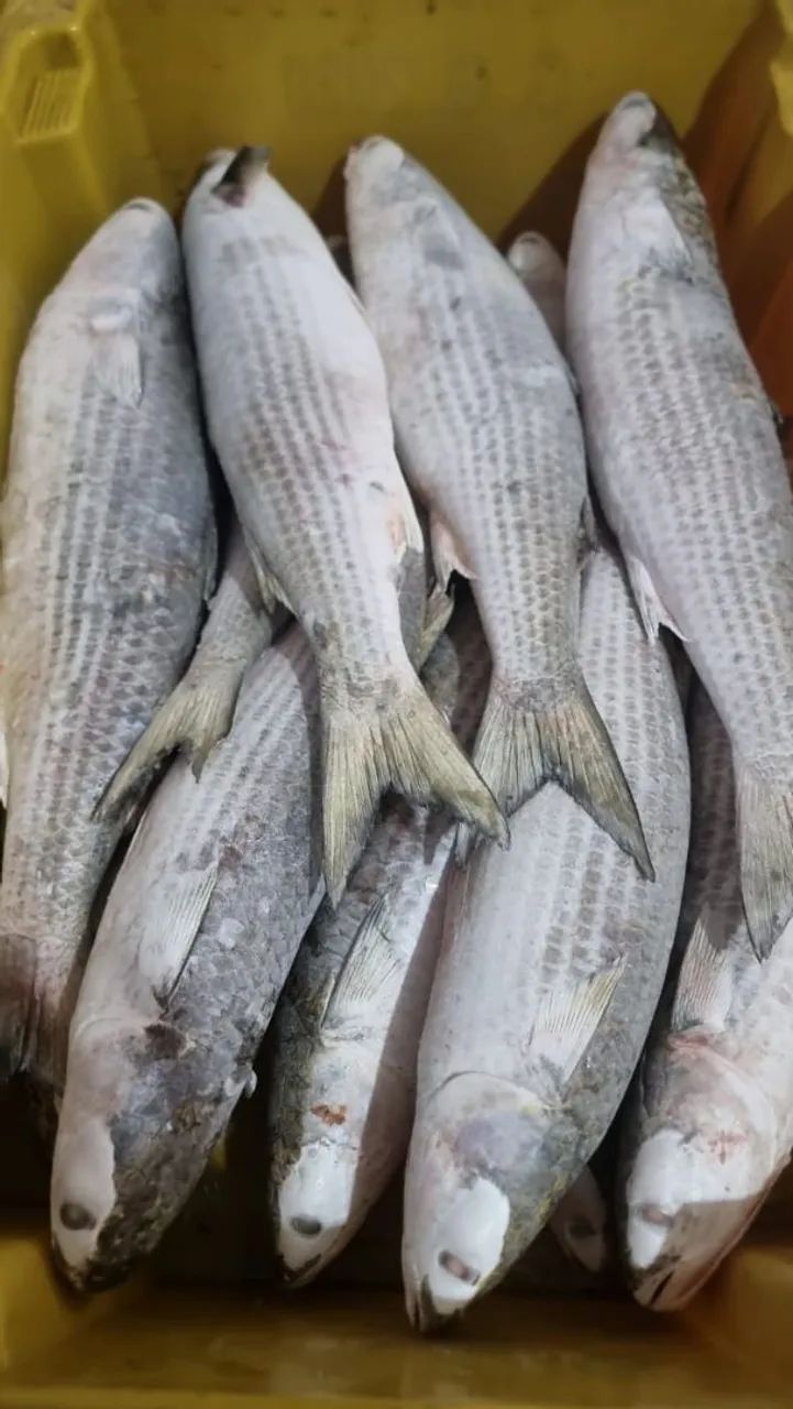 Caixa de 15kg, Tainha congelada(SC)