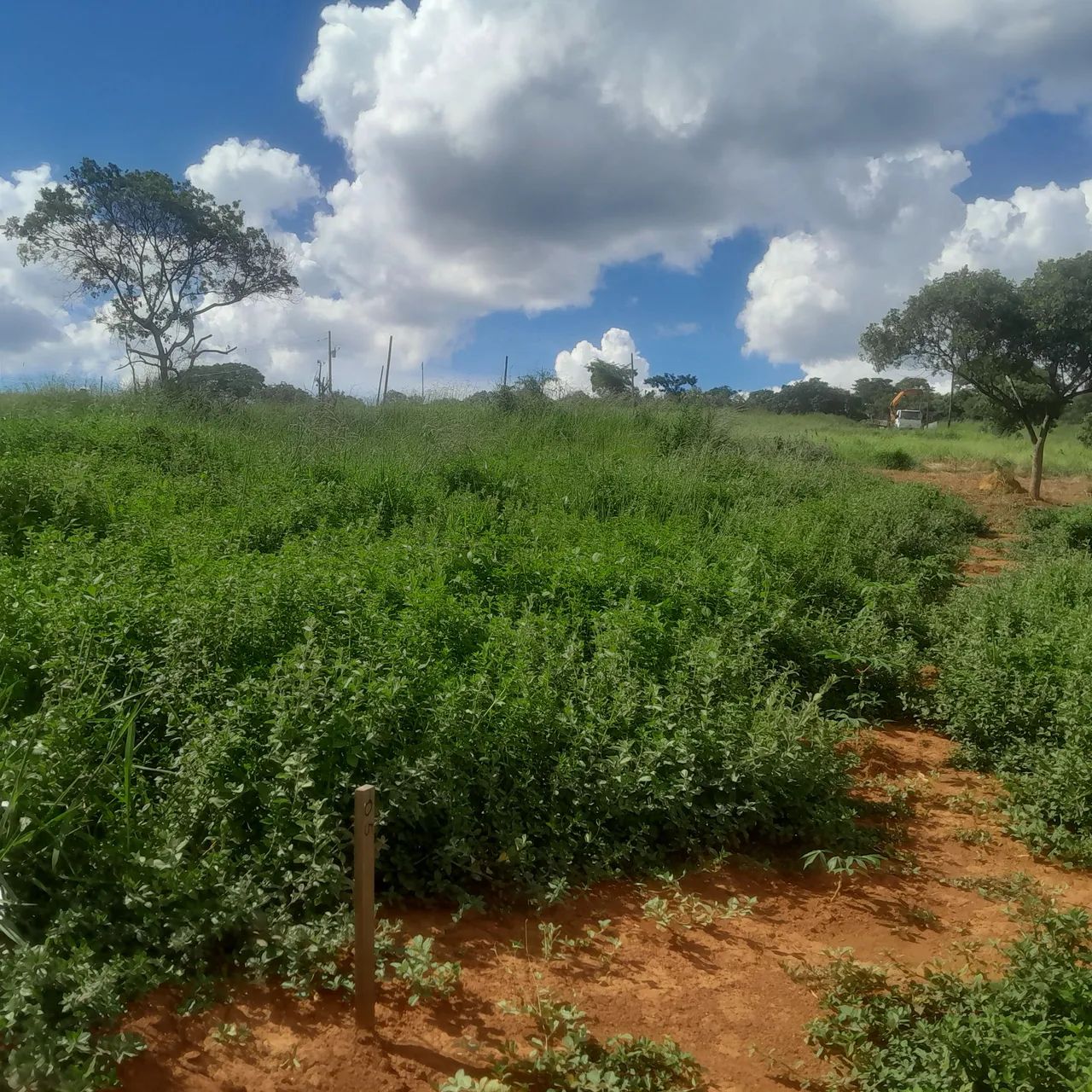 Terreno com área verde em região tranquila - Foto 5