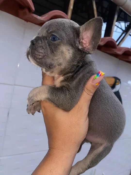 Bulldog francês macho act cartão parcelo 12 x  - Foto 6