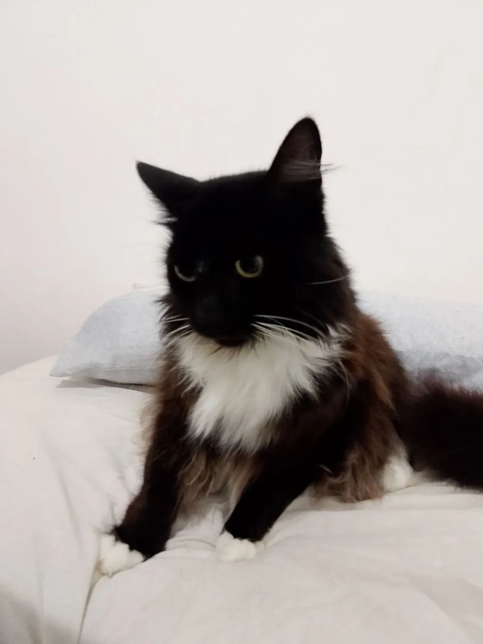 Doação, gato macho castrado  - Foto 5