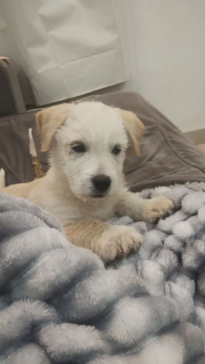 Vendo   urgente filhote  de pastor suíço com SRD R$800 para retirar hoje - Foto 2