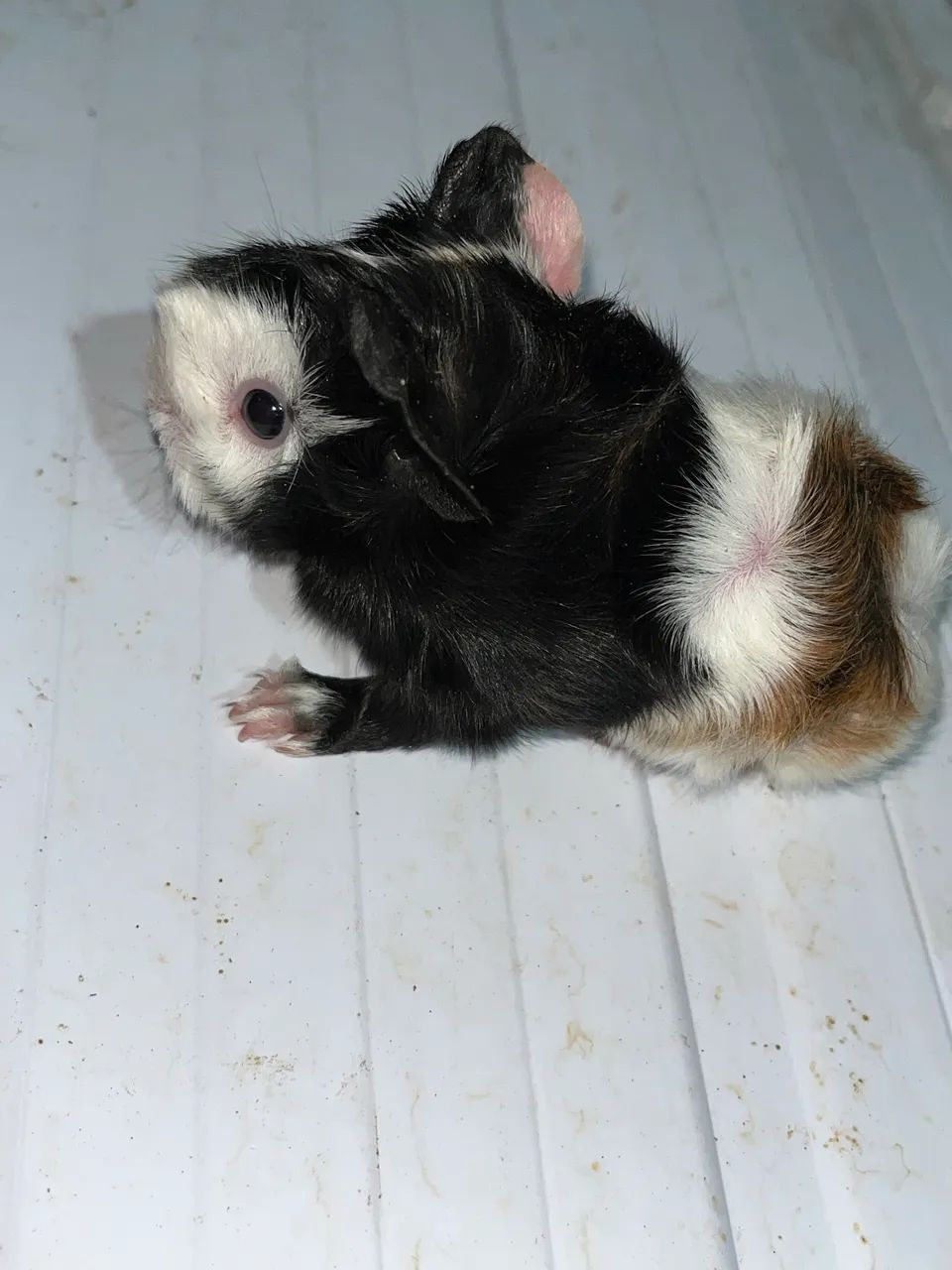 Porquinho da Índia - Filhotes - Foto 4