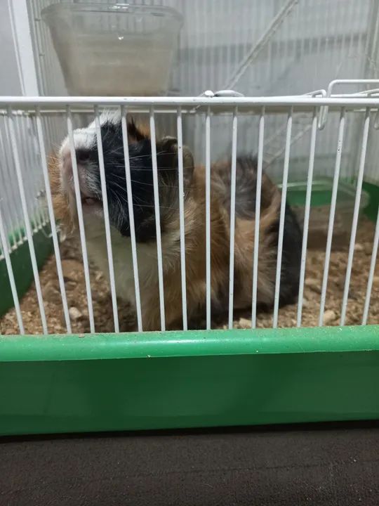 Porquinho da Índia  - Foto 2