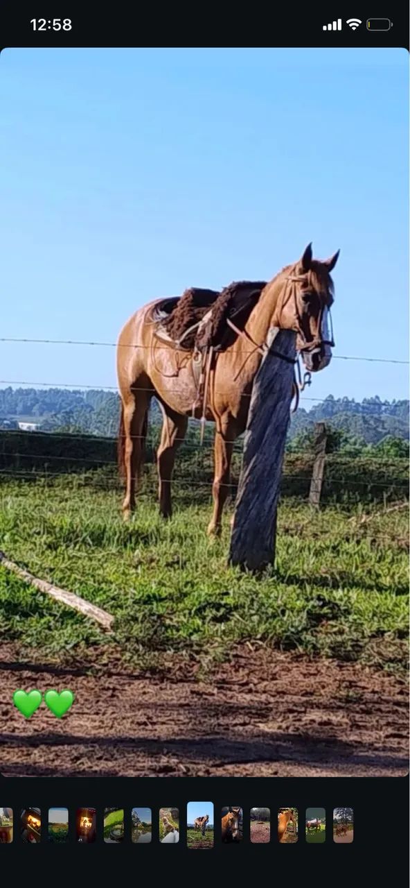 Cavalo