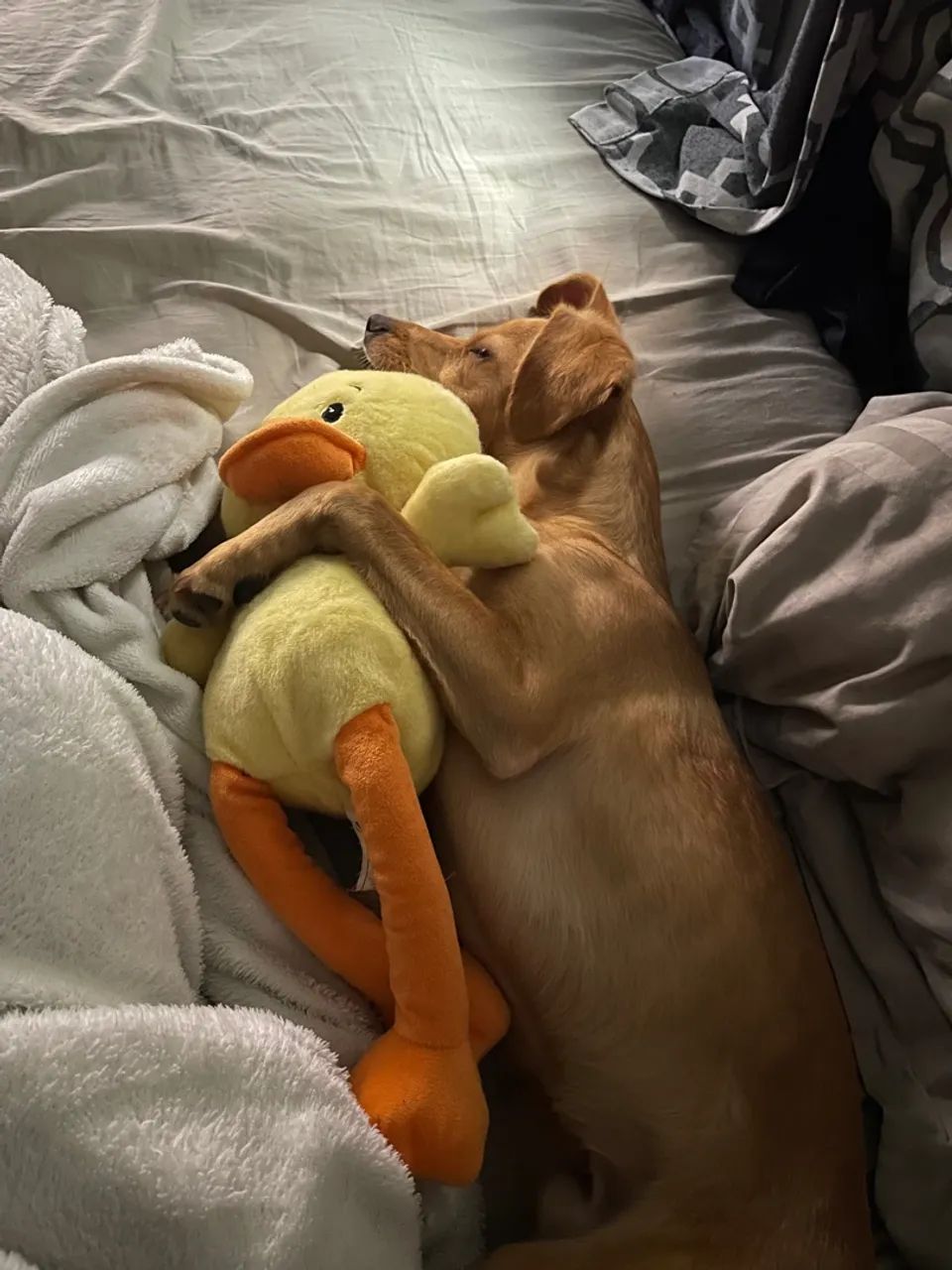 Filhote de cachorro disponível para adoção - Foto 3