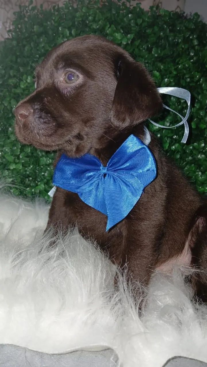  Labrador Macho - Filhote com a saúde certificada 