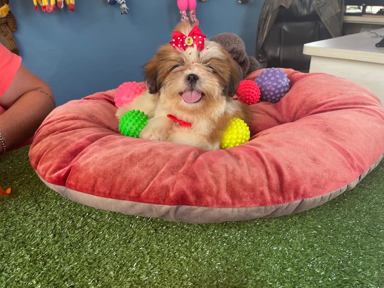 Shih tzu fêmea tricolor com garantia !!$1.800,00 - Foto 3