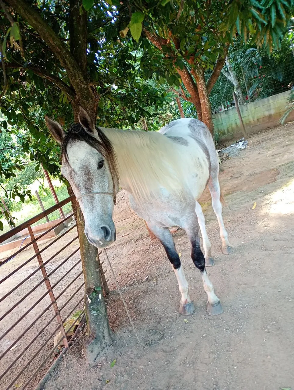 Égua poltra