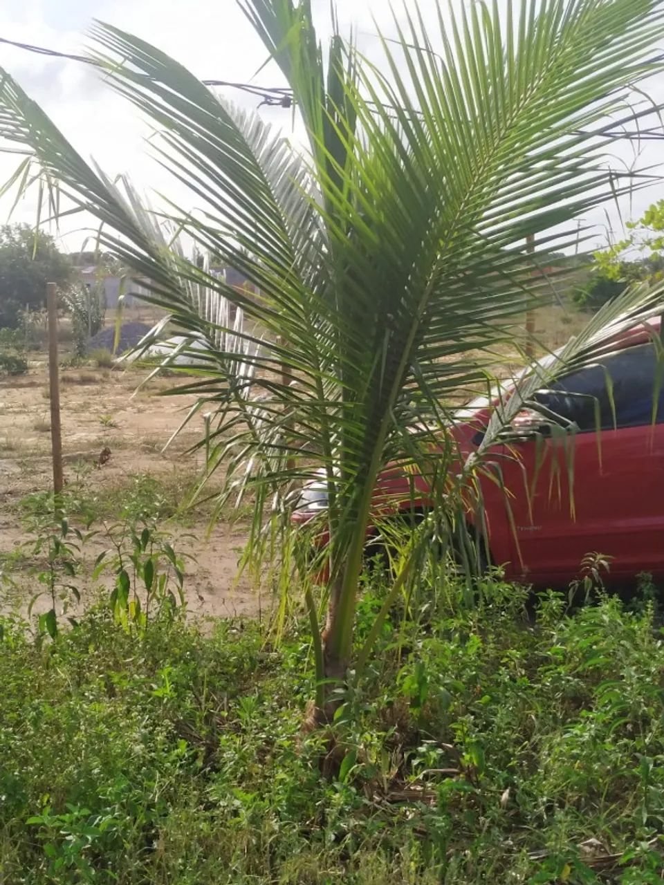 Terreno em Arembepe - linha verde - Foto 12