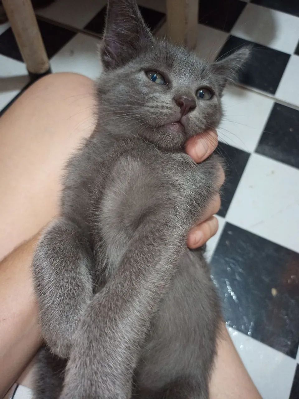 Gatinhos fofos ? para adoção - Foto 6