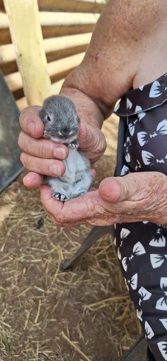 Lindos filhotes de anões netherand para reserva  - Foto 2