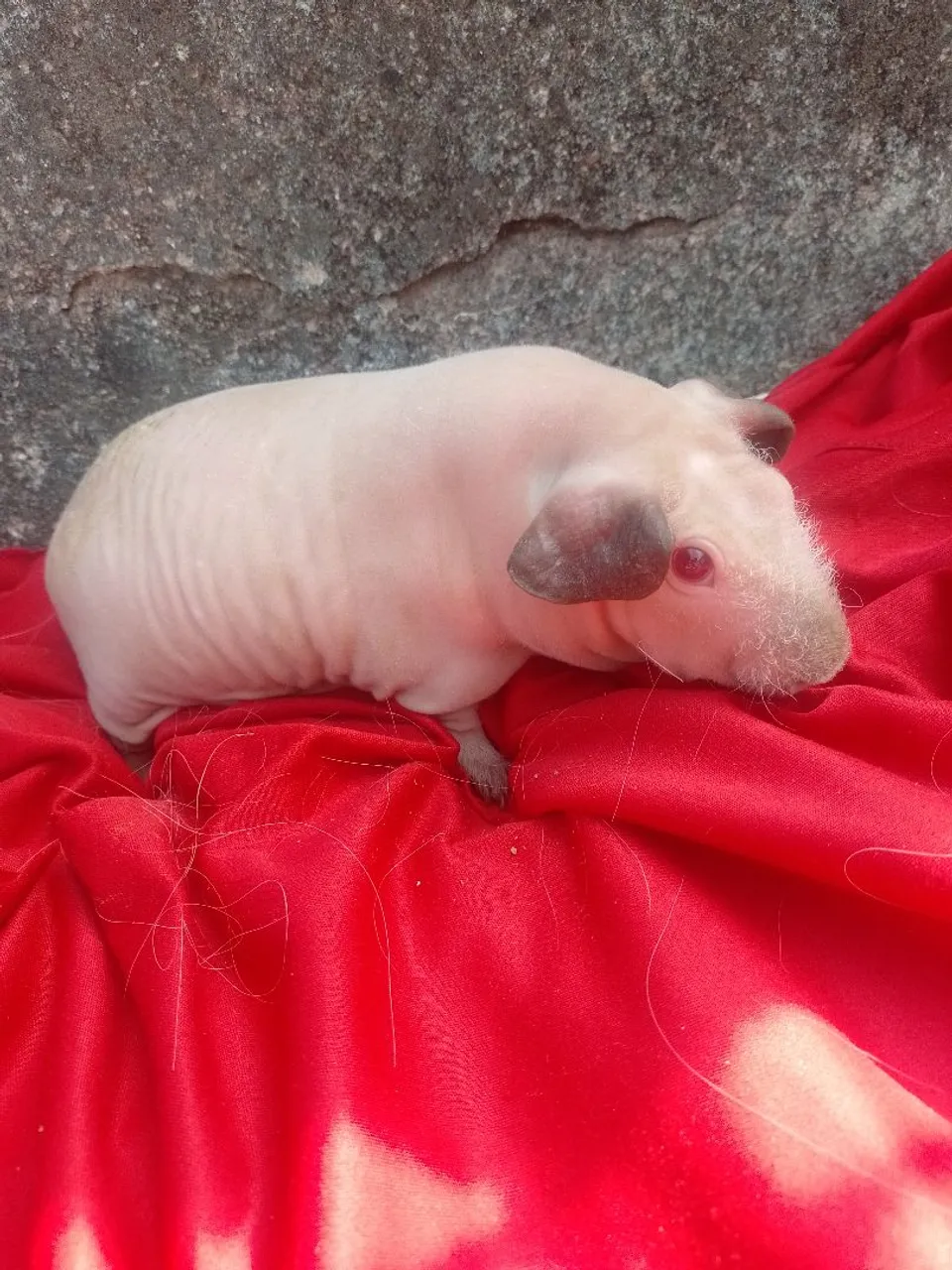 Porquinho da Índia Skinny - Exótico e Charmoso!