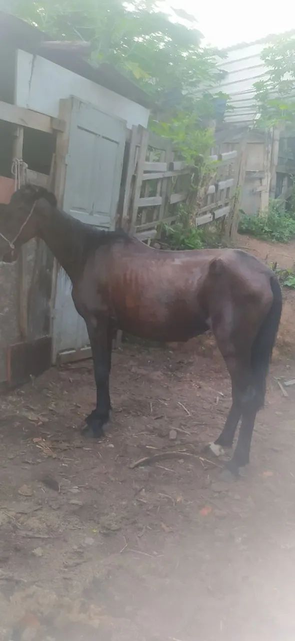 Égua marchadeira prenha  - Foto 3