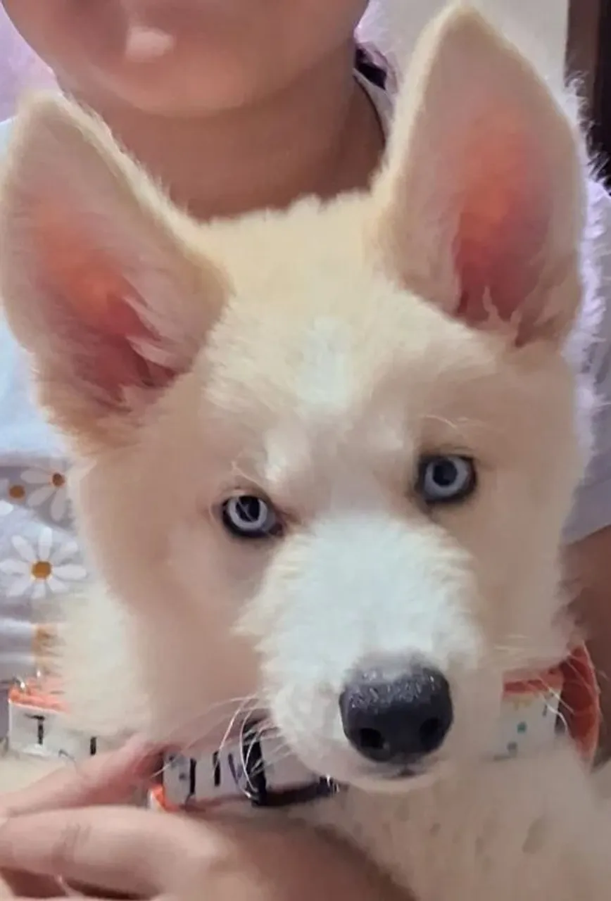 Filhote Husky Siberiano