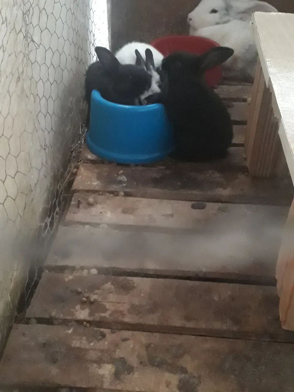 Coelhinhos borboleta pra venda - Foto 4