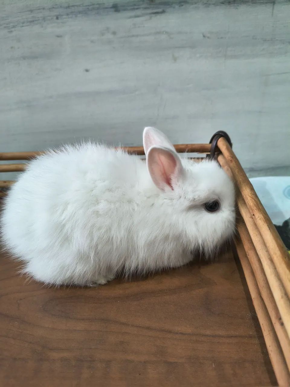 Coelhos Mini Lion - Foto 3