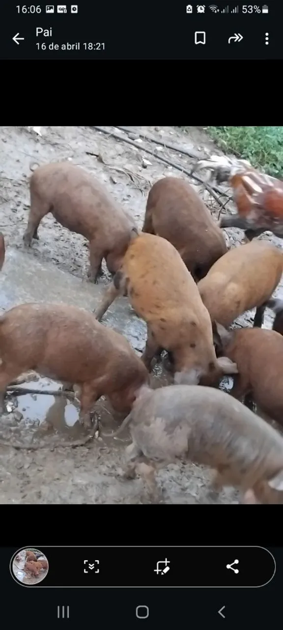 Filhotes de Porco