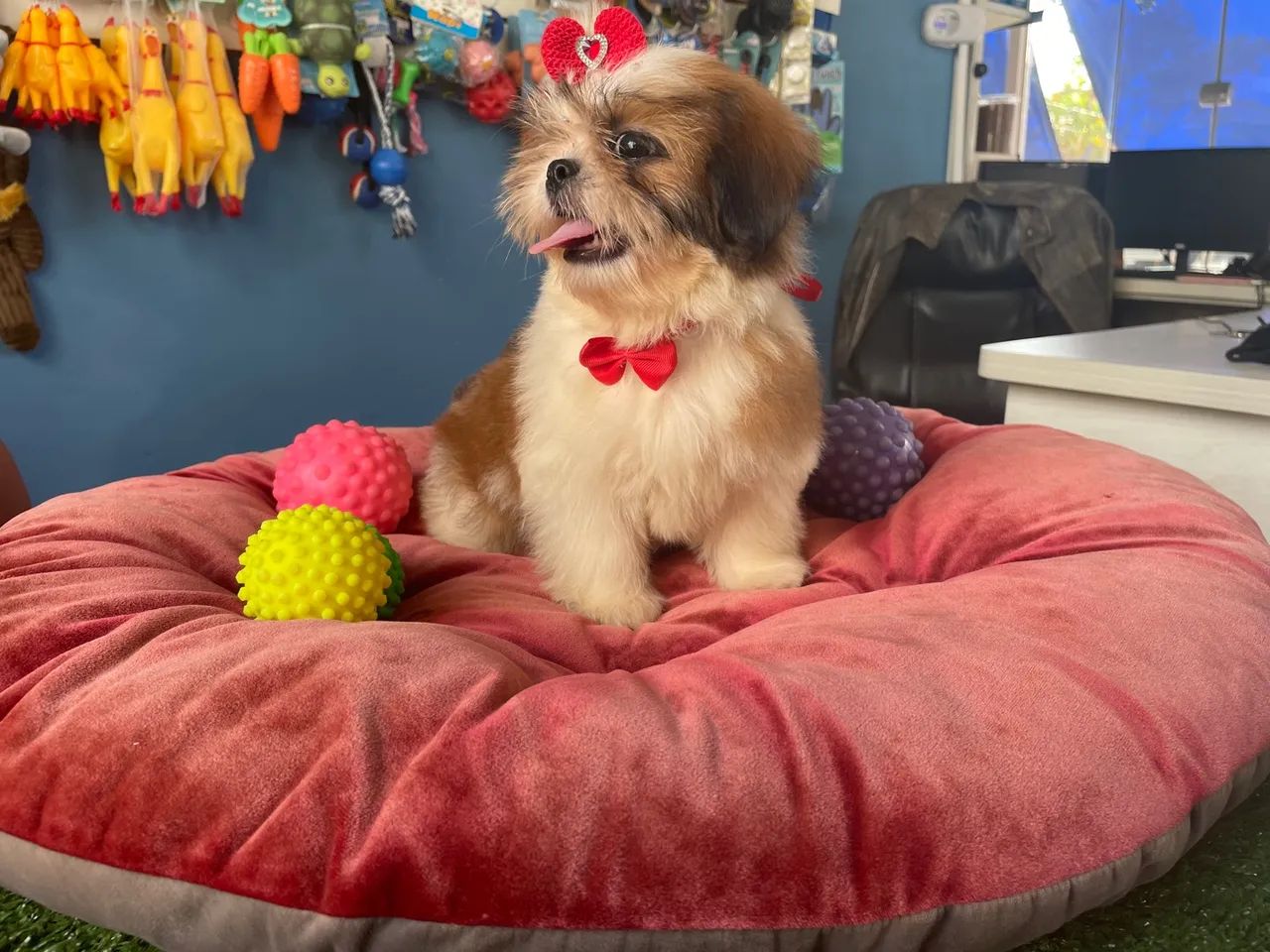 Shih tzu fêmea tricolor com garantia !!$1.800,00 - Foto 2