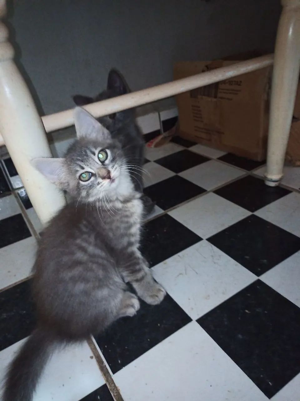 Gatinhos fofos ? para adoção - Foto 5