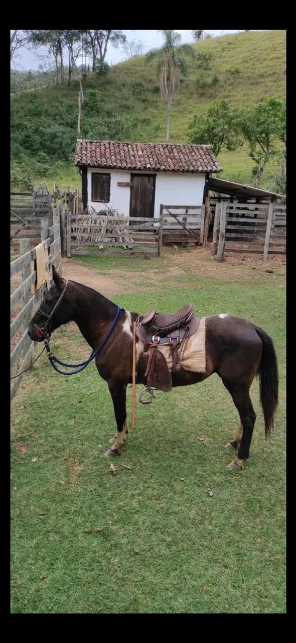 Égua Mangalarga marchador Registrada - Foto 6