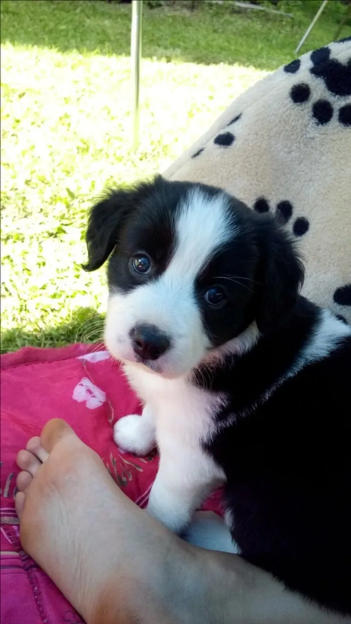 Filhotes de Border Collie | Curioso, corajoso e companheiro