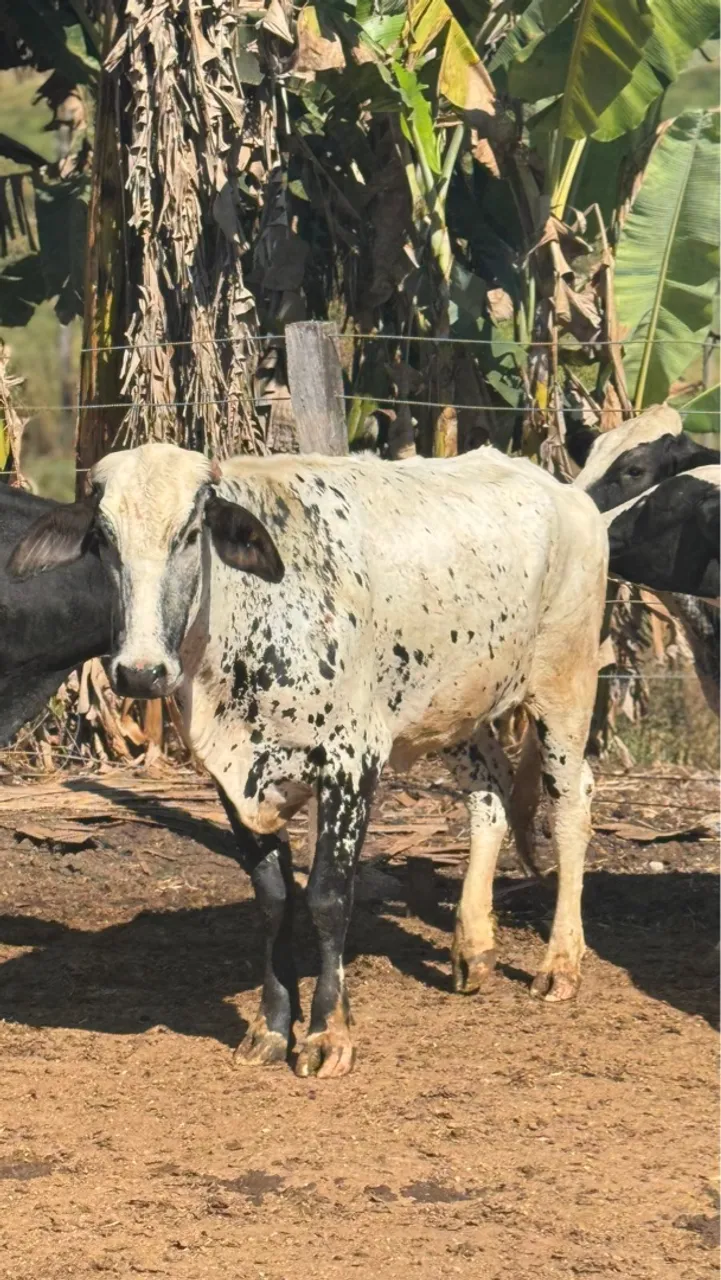 Vaca Girolanda
