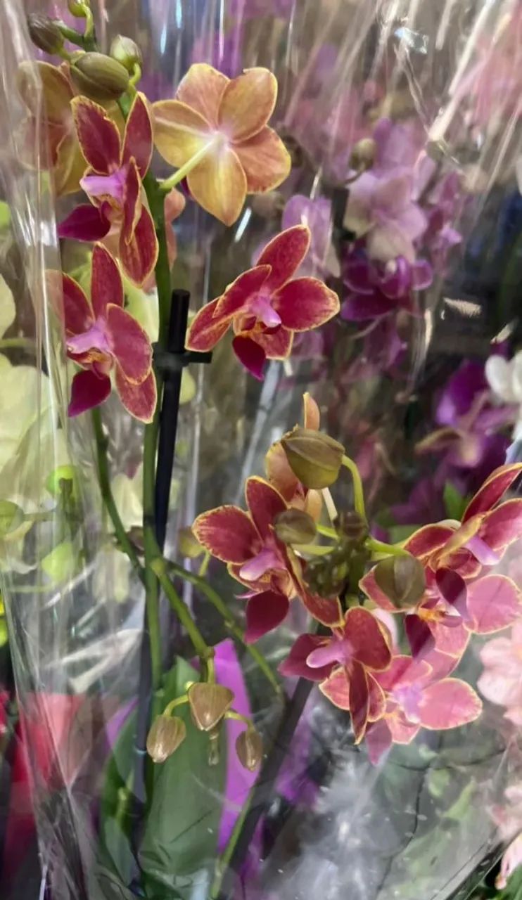 Lindas Orquídeas - Várias Cores e Espécies  - Foto 5
