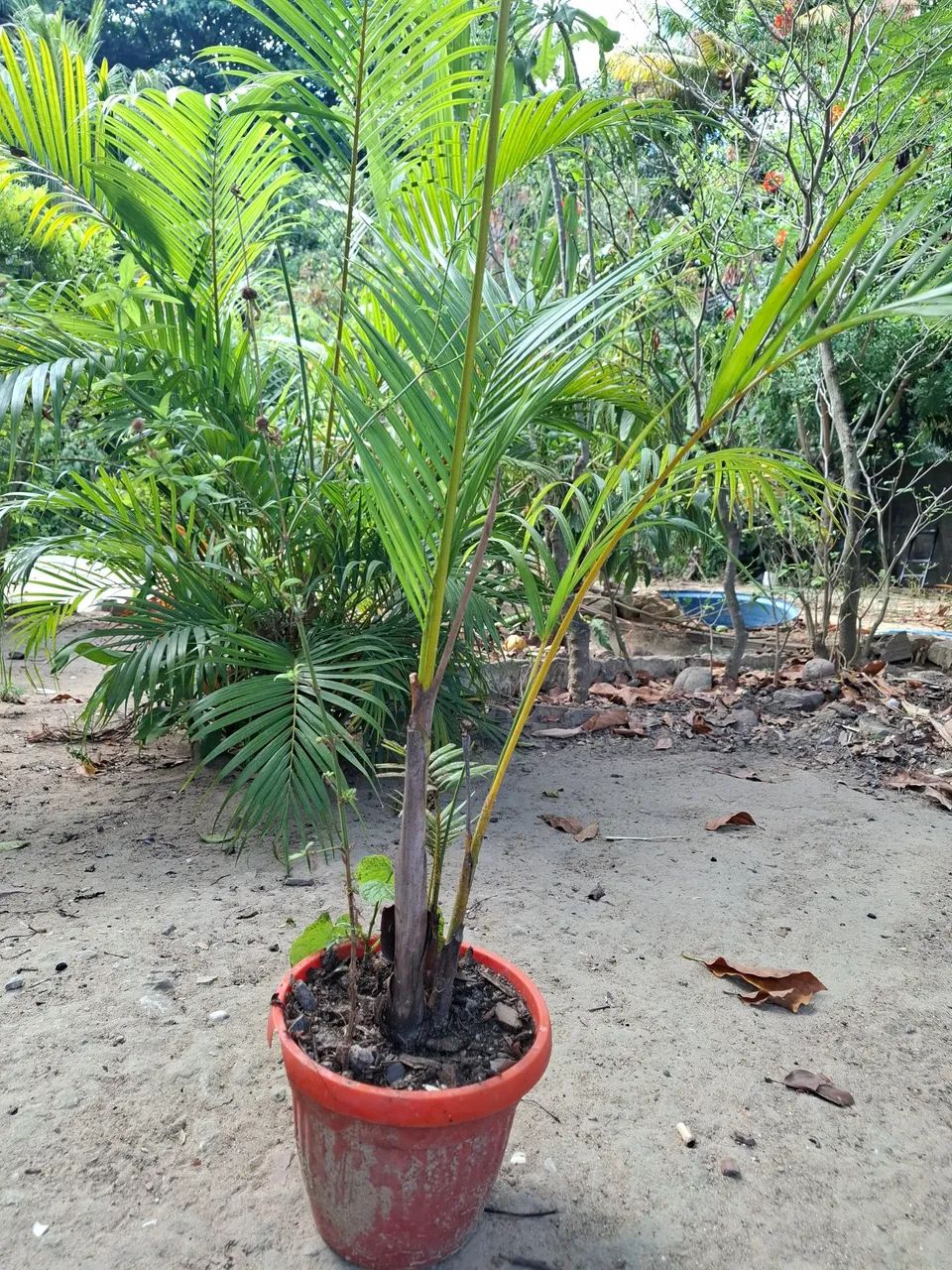 Palmeira Bambu - Foto 2