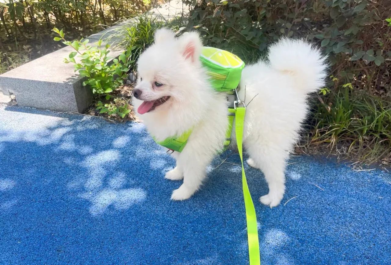 Coleira peitoral com mochila pet, cães e gatos - Foto 5
