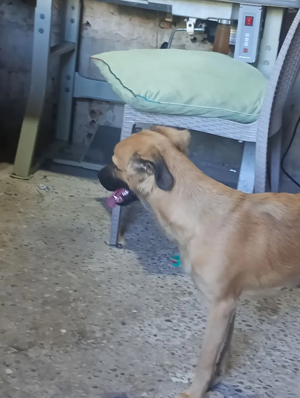 Cachorra fêmea para doação