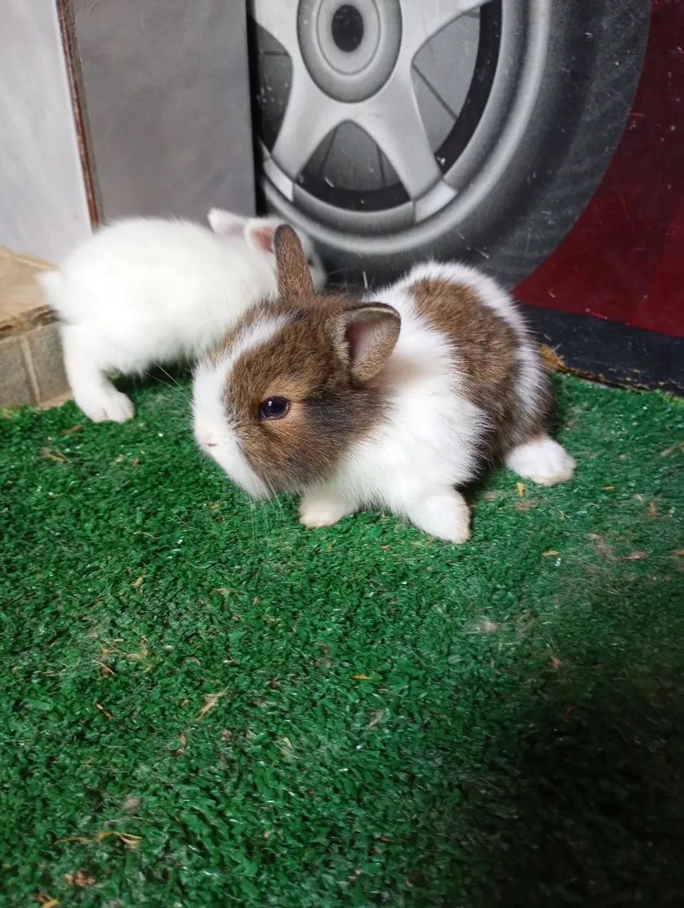 Mini coelhinhos lion 64706227072897123