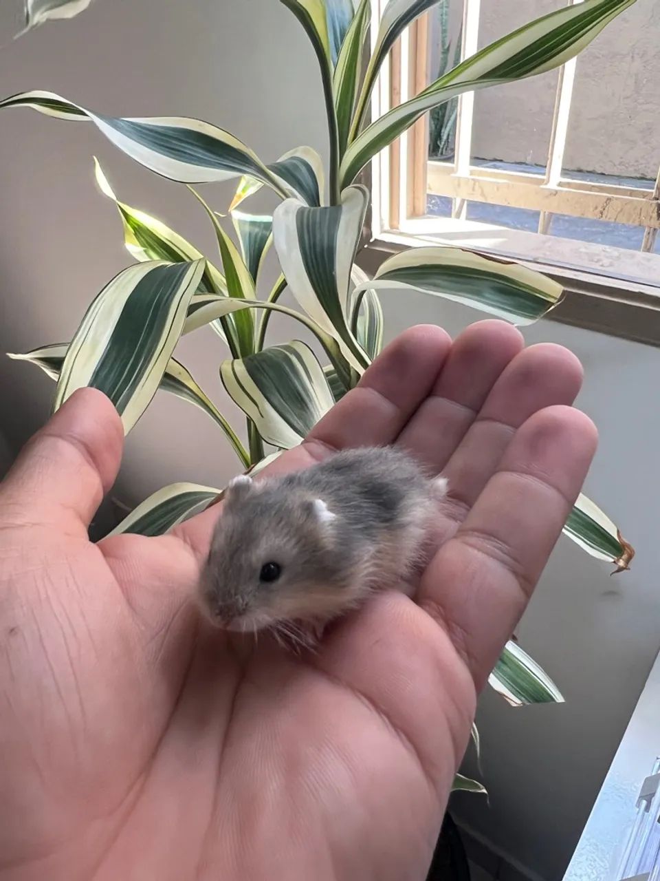 Hamster Anão Russo Cinza - Filhote