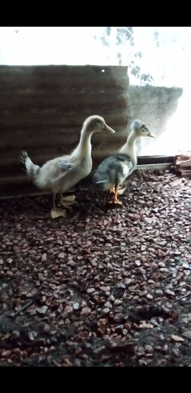 2 Marrecas com 2 meses