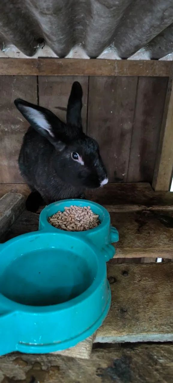 Coelho machos  - Foto 3