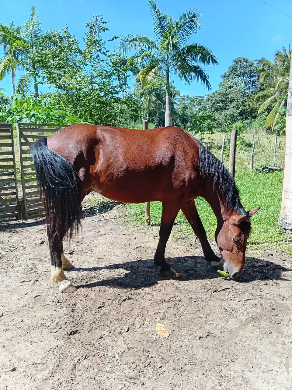 2 Cavalos para vender