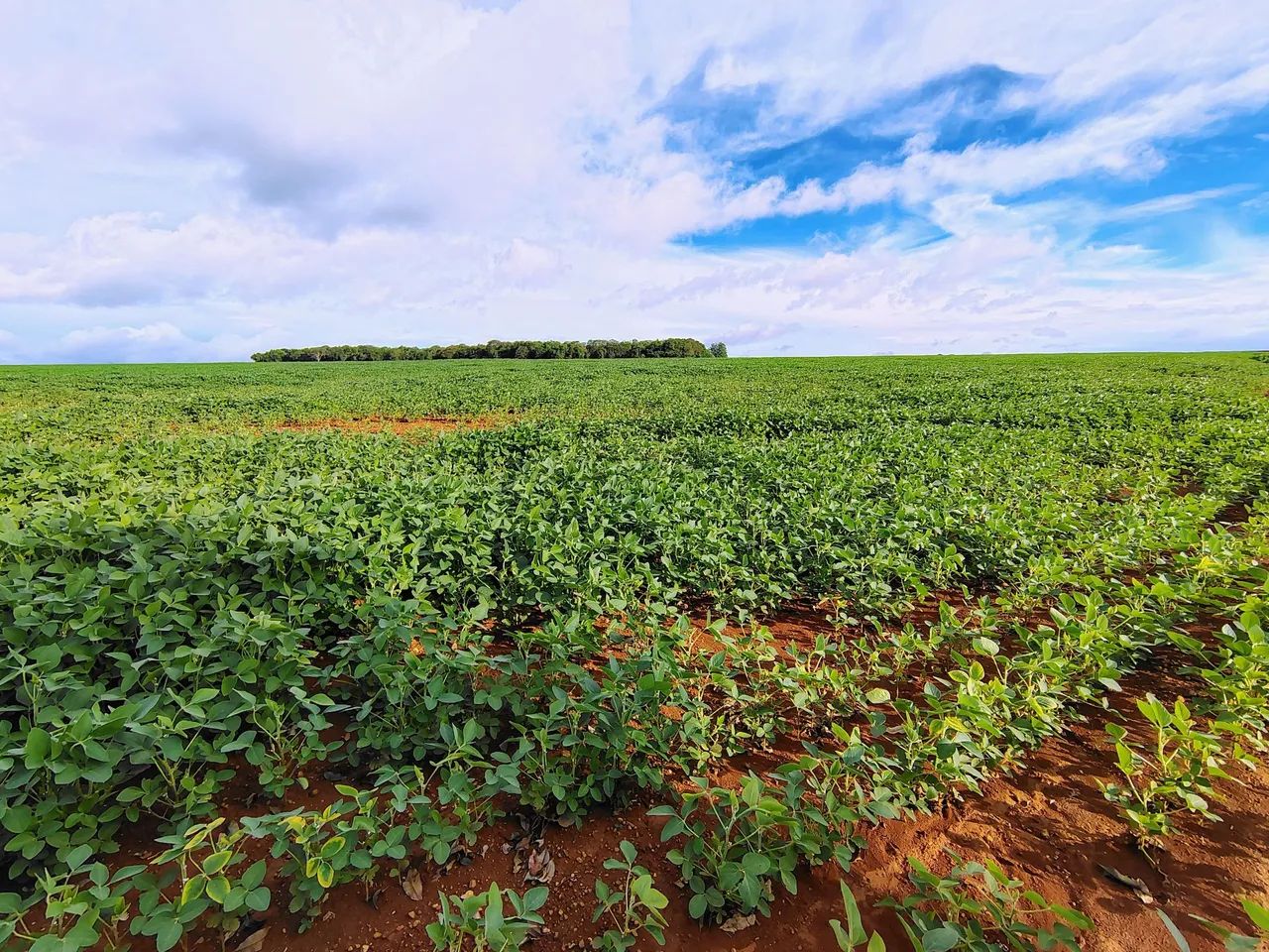 FAZENDA COM 400HEC COM 1.000HEC DE ALTITUDE, PRA CAFE!! - Foto 3