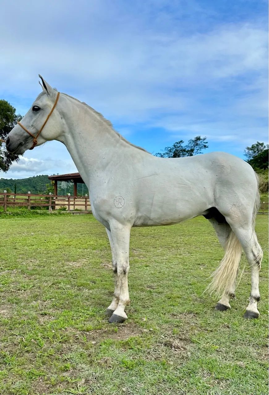 Cavalo Mangalarga Marcha Picada 