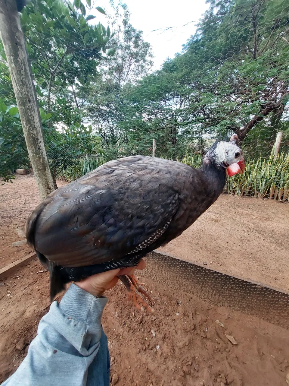 Angola macho