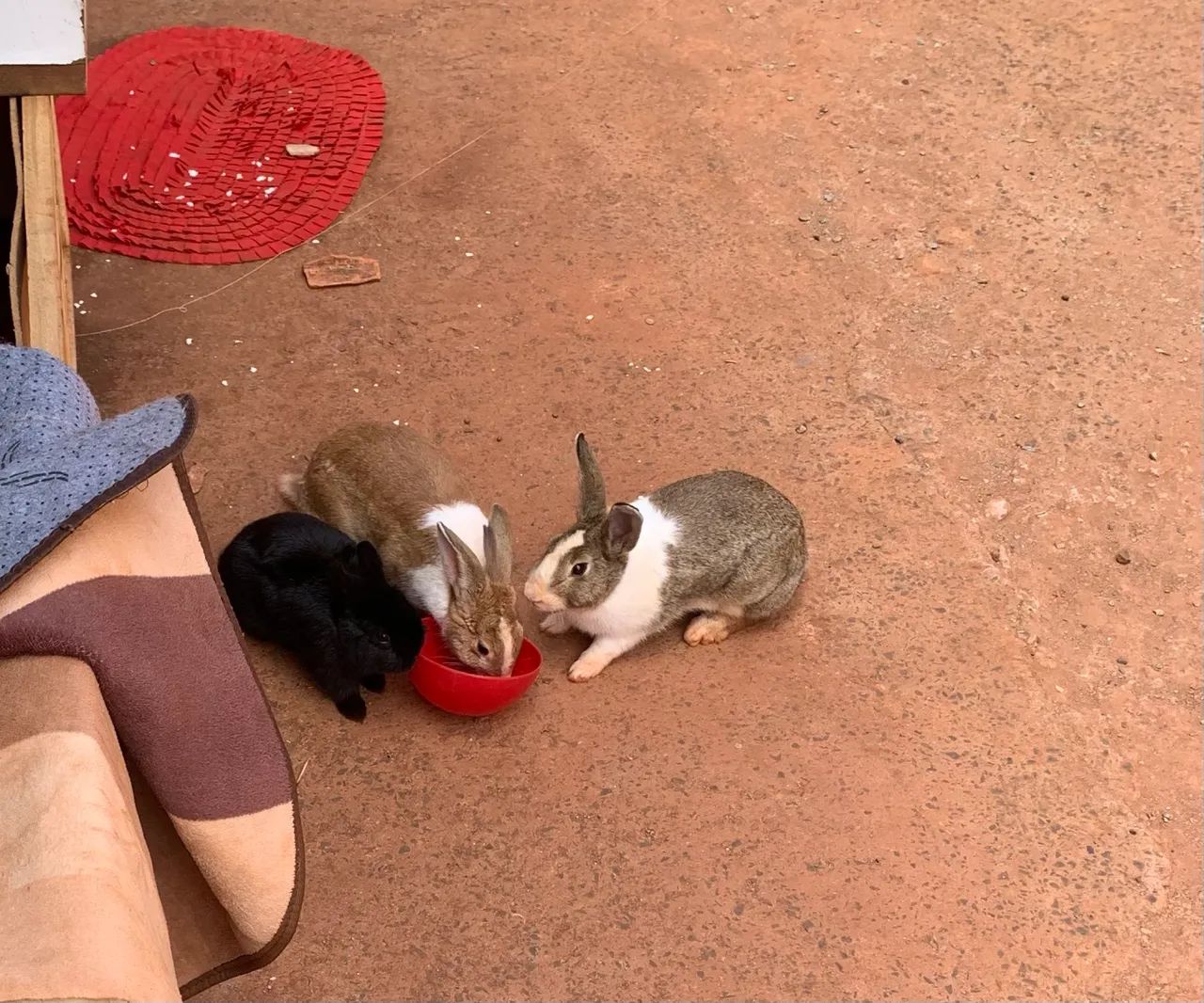 Coelho , 2 fêmea e 1 macho 