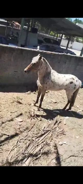 Pônei castrado - Foto 2