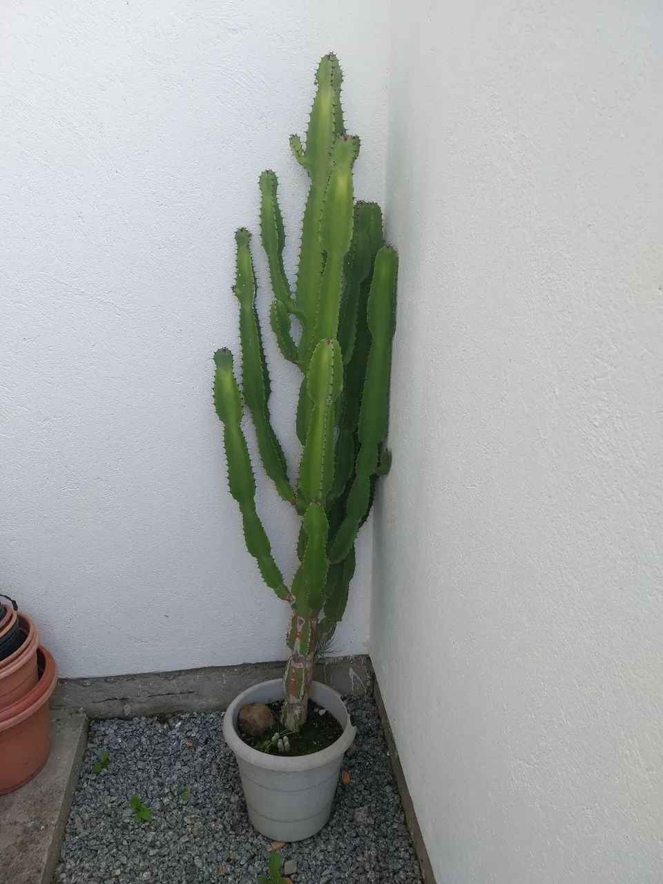 Cactos 