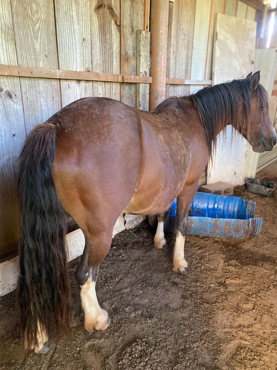 Vendo petiço manso para criança  - Foto 2