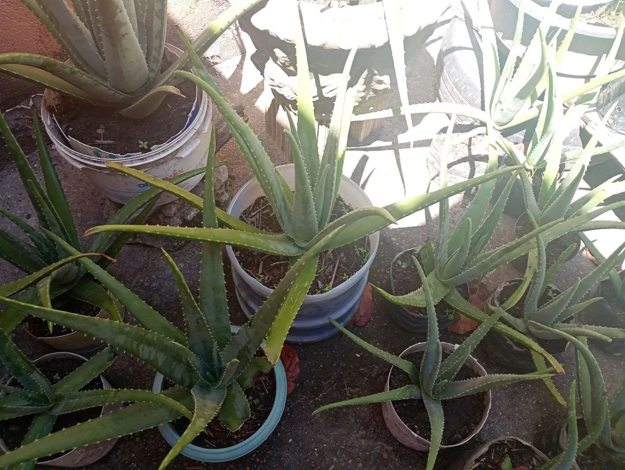 ALOE VERA  - Foto 5